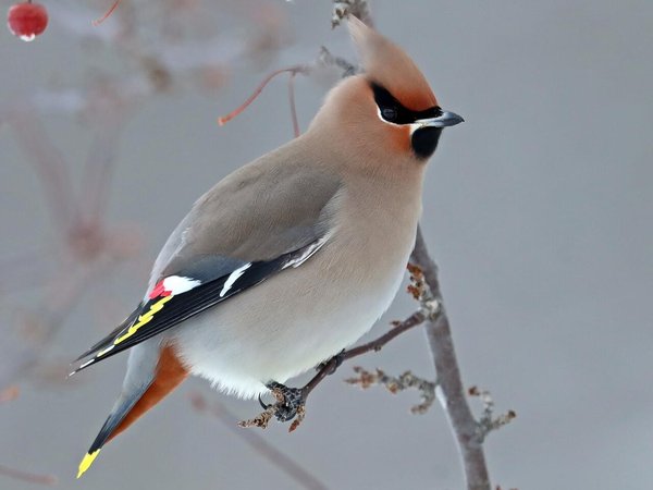 Bohemian Waxwing