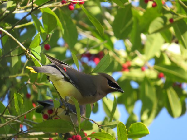 Cedar Waxwing